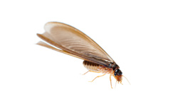 Flying Termite