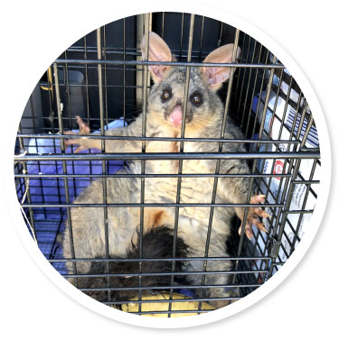 Possum Trapping & Removal Services 