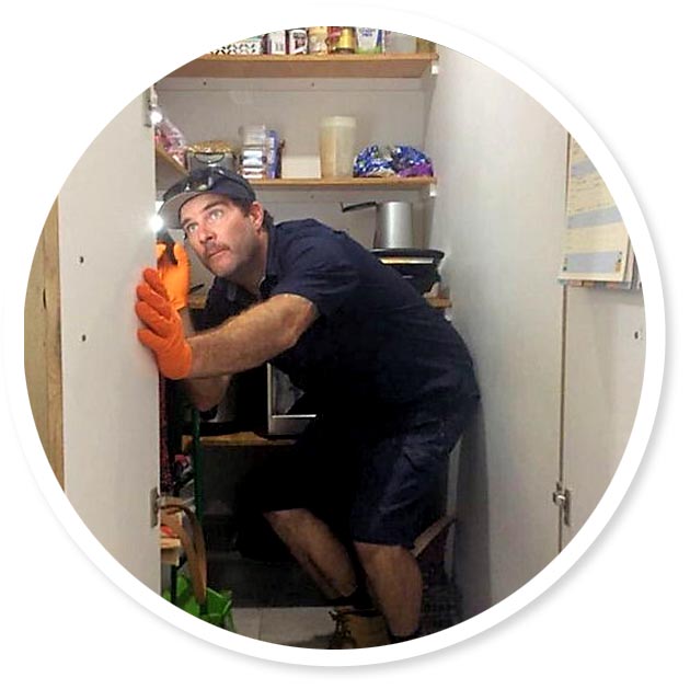 Pest Inspections and Building Inspections – Are They Different?